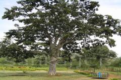 Terminalia arjuna